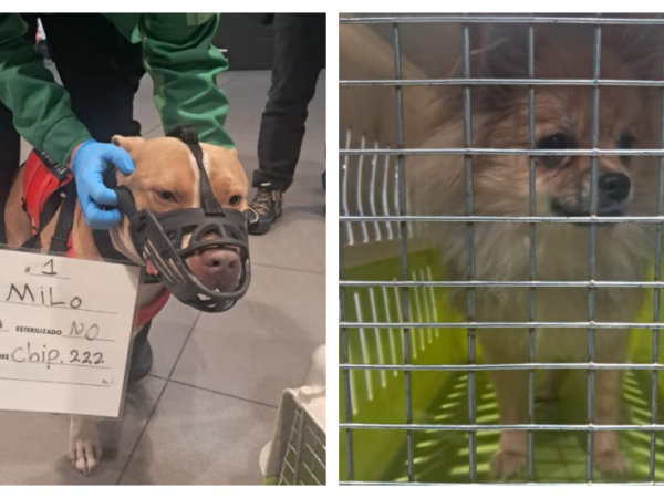 Los dos perros que quedaron en El Dorado.