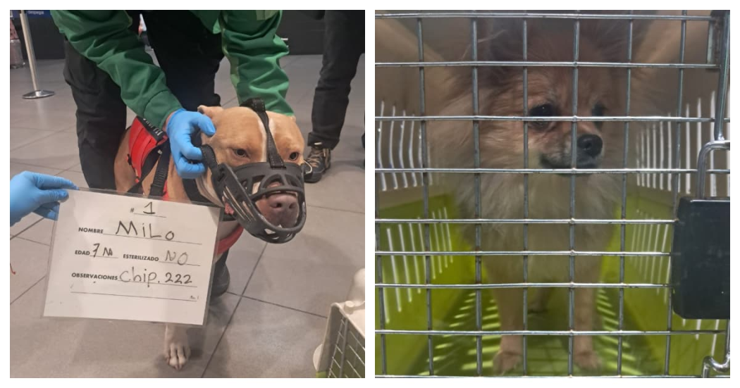 Los dos perros que quedaron en El Dorado.